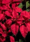 poinsettia