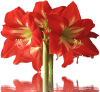 amaryllis