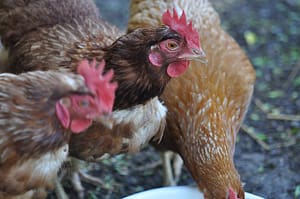 Three French Hens