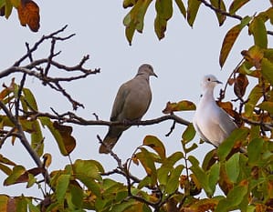 Two Turtledoves