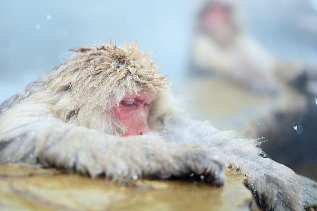 Snow Monkey