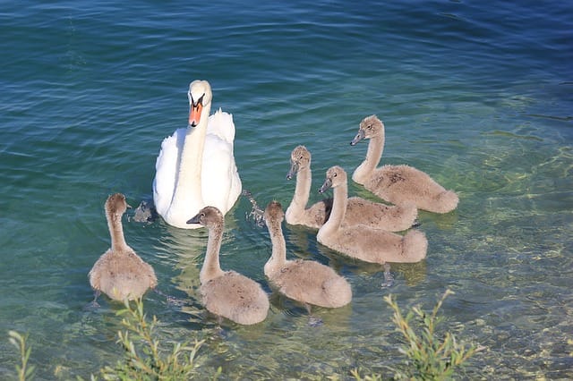 Seven Swans A'Swimming
