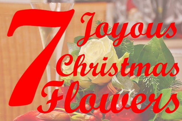 7-joyous-christmas-flowers